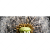 Xxl Wandbild Pusteblume No 10 Panorama Motivvorschau