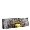 Xxl Wandbild Pusteblume No 10 Panorama Produktvorschau Seitlich