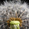 Xxl Wandbild Pusteblume No 10 Quadrat Motivvorschau