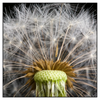 Xxl Wandbild Pusteblume No 10 Quadrat Produktvorschau Frontal