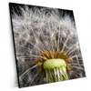 Xxl Wandbild Pusteblume No 10 Quadrat Produktvorschau Seitlich