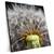 Xxl Wandbild Pusteblume No 10 Quadrat Produktvorschau Seitlich