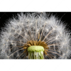 Xxl Wandbild Pusteblume No 10 Querformat Motivvorschau