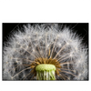 Xxl Wandbild Pusteblume No 10 Querformat Produktvorschau Frontal