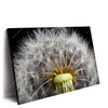 Xxl Wandbild Pusteblume No 10 Querformat Produktvorschau Seitlich