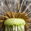 Xxl Wandbild Pusteblume No 10 Querformat Zoom