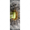 Xxl Wandbild Pusteblume No 10 Schmal Motivvorschau