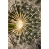 Xxl Wandbild Pusteblume No 11 Hochformat Motivvorschau