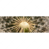 Xxl Wandbild Pusteblume No 11 Panorama Motivvorschau