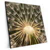 Xxl Wandbild Pusteblume No 11 Quadrat Produktvorschau Seitlich