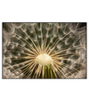 Xxl Wandbild Pusteblume No 11 Querformat Produktvorschau Frontal