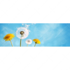 Xxl Wandbild Pusteblume No 2 Panorama Motivvorschau