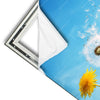 Xxl Wandbild Pusteblume No 2 Quadrat Materialvorschau