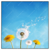 Xxl Wandbild Pusteblume No 2 Quadrat Produktvorschau Frontal