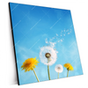 Xxl Wandbild Pusteblume No 2 Quadrat Produktvorschau Seitlich