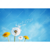 Xxl Wandbild Pusteblume No 2 Querformat Motivvorschau