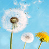 Xxl Wandbild Pusteblume No 2 Querformat Zoom