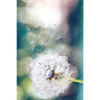 Xxl Wandbild Pusteblume No 3 Hochformat Motivvorschau