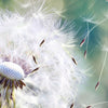 Xxl Wandbild Pusteblume No 3 Hochformat Zoom