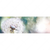 Xxl Wandbild Pusteblume No 3 Panorama Motivvorschau