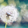 Xxl Wandbild Pusteblume No 3 Quadrat Motivvorschau