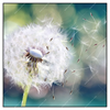 Xxl Wandbild Pusteblume No 3 Quadrat Produktvorschau Frontal