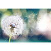 Xxl Wandbild Pusteblume No 3 Querformat Motivvorschau