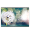 Xxl Wandbild Pusteblume No 3 Querformat Produktvorschau Frontal