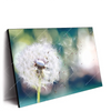 Xxl Wandbild Pusteblume No 3 Querformat Produktvorschau Seitlich
