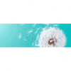 Xxl Wandbild Pusteblume No 4 Panorama Motivvorschau