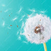 Xxl Wandbild Pusteblume No 4 Quadrat Motivvorschau