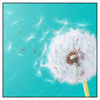 Xxl Wandbild Pusteblume No 4 Quadrat Produktvorschau Frontal