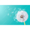 Xxl Wandbild Pusteblume No 4 Querformat Motivvorschau