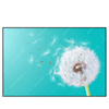 Xxl Wandbild Pusteblume No 4 Querformat Produktvorschau Frontal