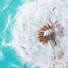 Xxl Wandbild Pusteblume No 4 Schmal Zoom