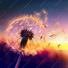 Xxl Wandbild Pusteblume No 5 Quadrat Motivvorschau