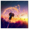Xxl Wandbild Pusteblume No 5 Quadrat Produktvorschau Frontal