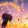 Xxl Wandbild Pusteblume No 5 Querformat Zoom