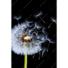 Xxl Wandbild Pusteblume No 6 Hochformat Motivvorschau