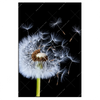 Xxl Wandbild Pusteblume No 6 Hochformat Produktvorschau Frontal