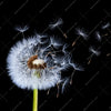Xxl Wandbild Pusteblume No 6 Quadrat Motivvorschau