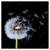 Xxl Wandbild Pusteblume No 6 Quadrat Produktvorschau Frontal