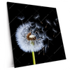 Xxl Wandbild Pusteblume No 6 Quadrat Produktvorschau Seitlich