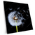 Xxl Wandbild Pusteblume No 6 Quadrat Produktvorschau Seitlich
