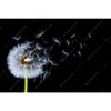 Xxl Wandbild Pusteblume No 6 Querformat Motivvorschau