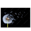 Xxl Wandbild Pusteblume No 6 Querformat Produktvorschau Frontal