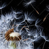 Xxl Wandbild Pusteblume No 6 Querformat Zoom