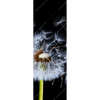 Xxl Wandbild Pusteblume No 6 Schmal Motivvorschau