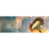 Xxl Wandbild Pusteblume No 7 Panorama Motivvorschau