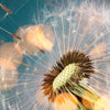Xxl Wandbild Pusteblume No 7 Quadrat Motivvorschau